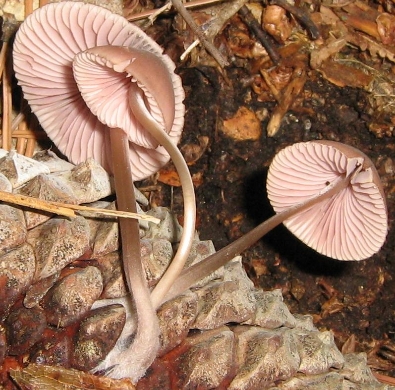 Funghetti delle pigne: Mycena seynii